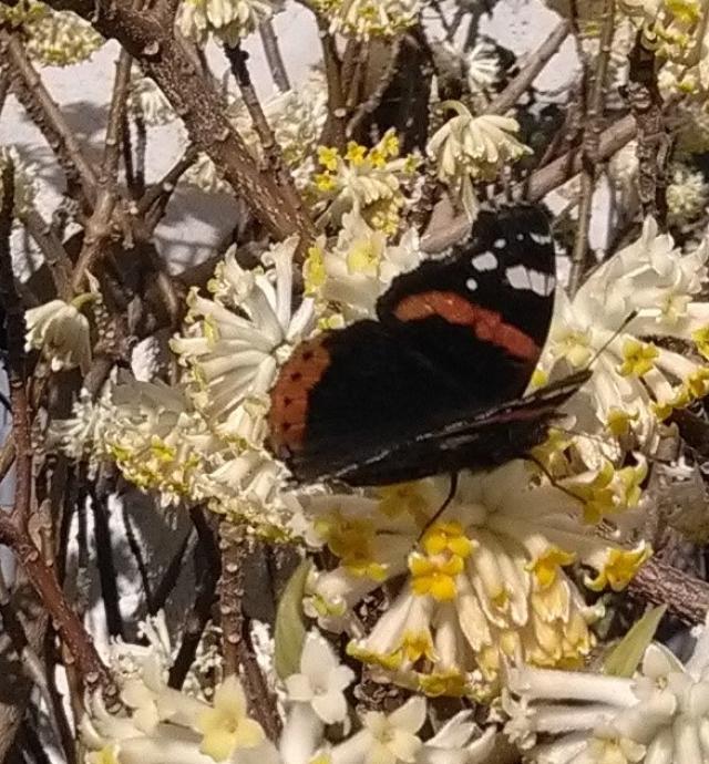 Schmetterling