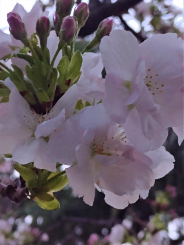 Wir gratulieren Blume