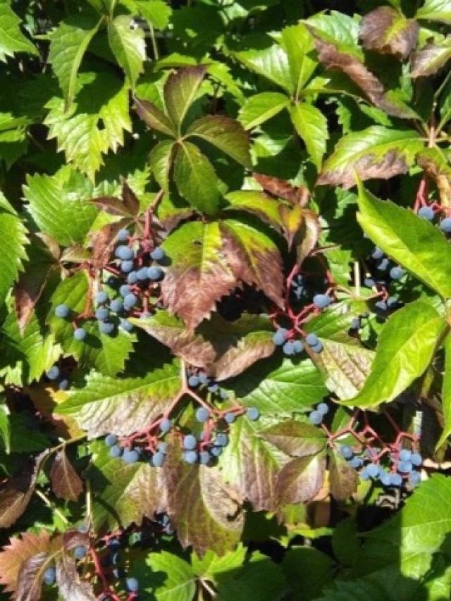 Beeren