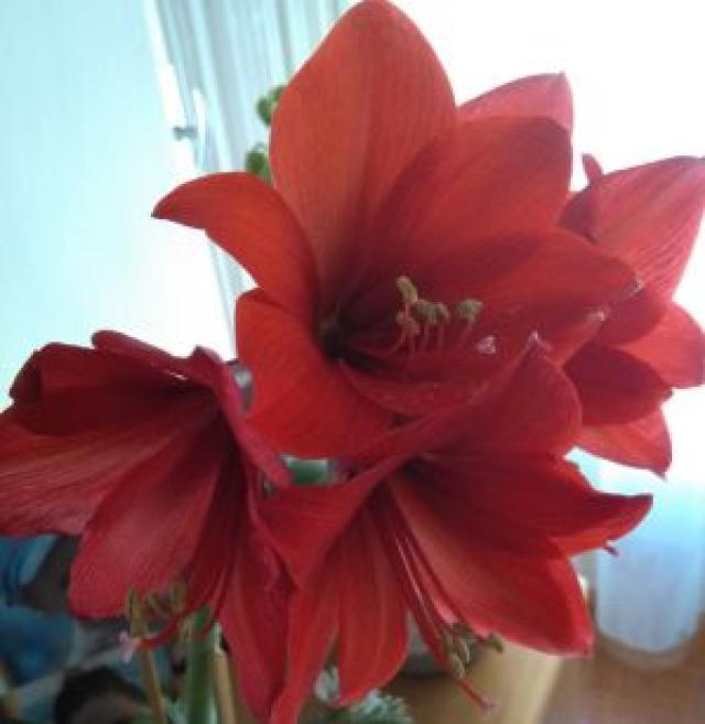 Blume